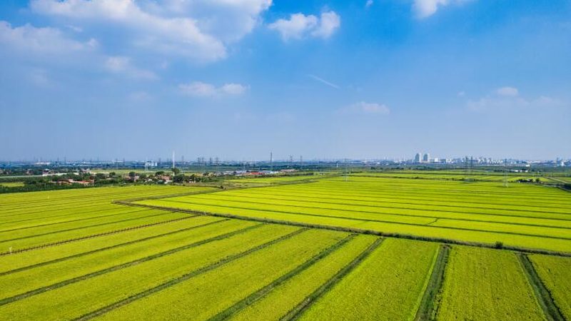 果蔬区域代理加盟流程解析：从入门到实操
