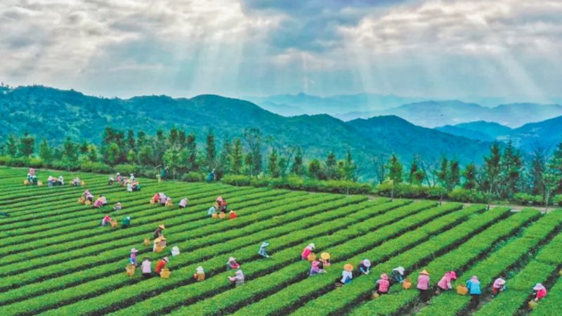 行业现状：农业种植技术网课平台百花齐放