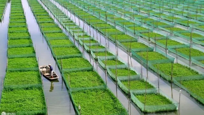 大棚种植成本解析：一亩多少钱的真相**