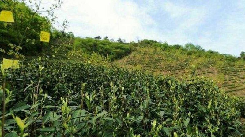 2024农业项目品牌排行：揭秘行业新趋势**