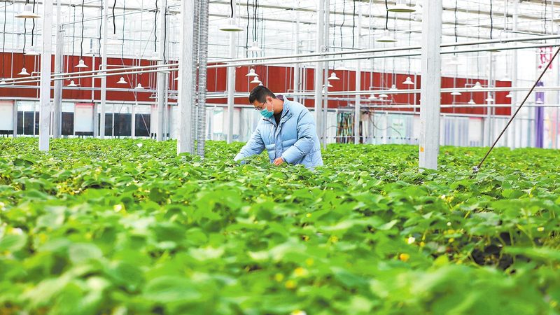 水肥一体化滴灌：现代农业的精准灌溉利器**