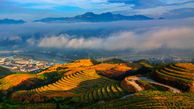 水果种植专用土：价格背后的生态价值