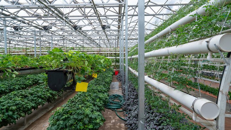 微量元素肥在农业种植中的关键作用**