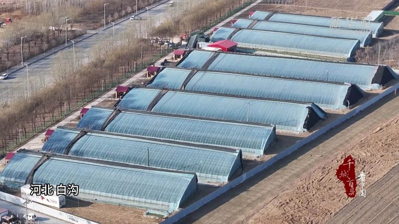大棚蔬菜病虫害具有以下特点：