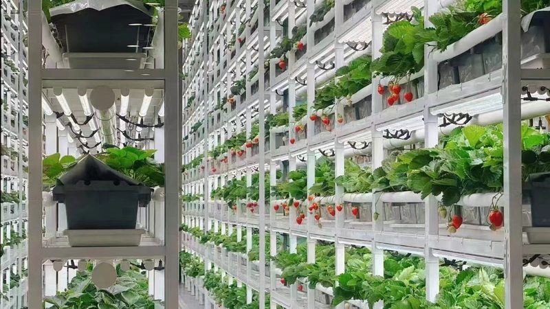 新疆水果种植气候条件排名解析